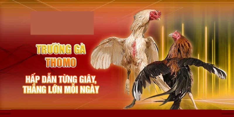 Trường gà Thomo