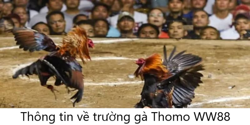 Thông tin về vị trí và loại hình cá cược của trường gà Thomo